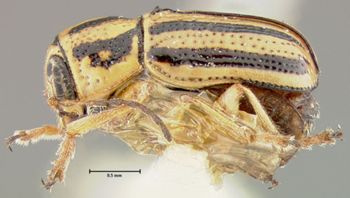 Media type: image;   Entomology 24988 Aspect: habitus lateral view